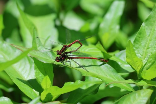 Large red damselfly