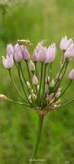 Wild Garlic (Allium angulosum)