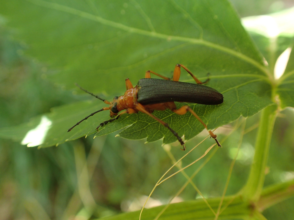 Stenocorus schaumii