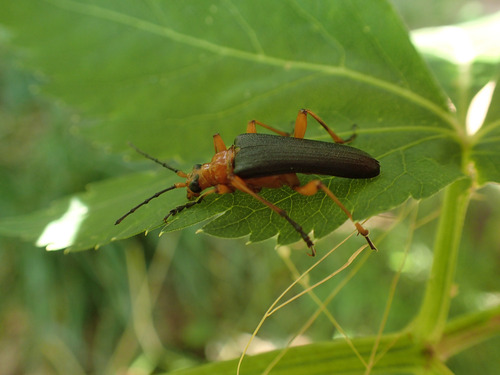 Stenocorus schaumii