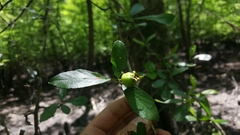 Crataegus aestivalis