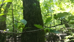 Crataegus aestivalis