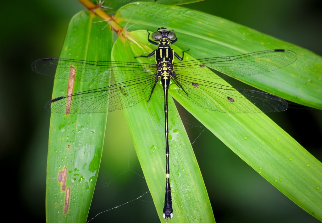 Leptogomphus sauteri
