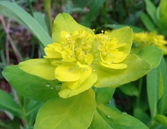 Euphorbia austriaca