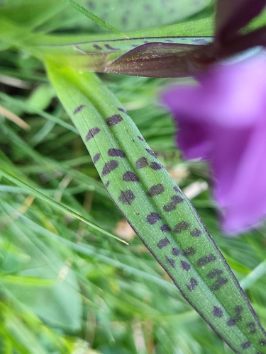 Image of Dactylorhiza cordigera by (c) Jamie Wood, some rights reserved (CC BY)