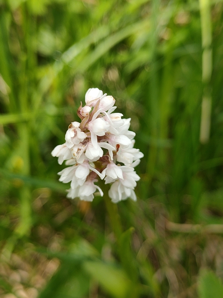 Gymnadenia frivaldii