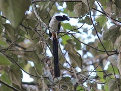 Dendrocitta leucogastra