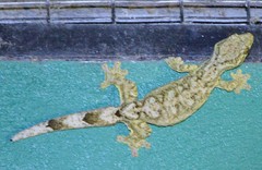 Thecadactylus solimoensis