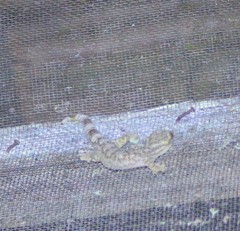 Thecadactylus solimoensis