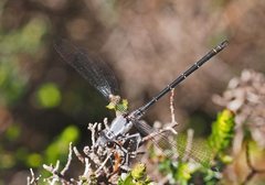 Austroargiolestes calcaris