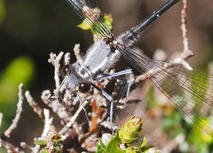 Austroargiolestes calcaris