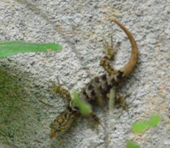 Gonatodes concinnatus