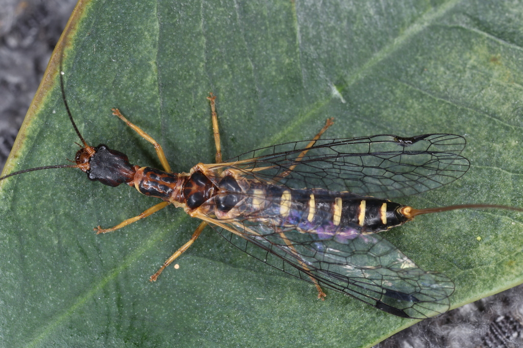 Parainocellia braueri