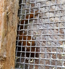 Gonatodes concinnatus