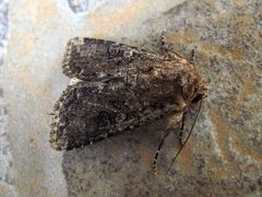 Mythimna languida