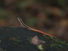 Sphenomorphus dussumieri