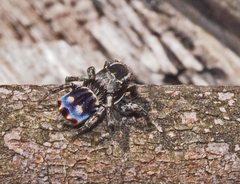 Maratus harrisi