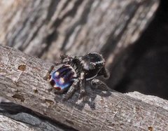 Maratus harrisi