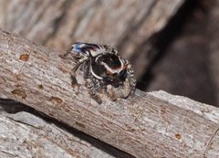 Maratus harrisi