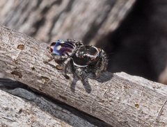 Maratus harrisi