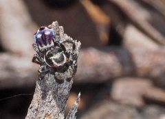 Maratus harrisi