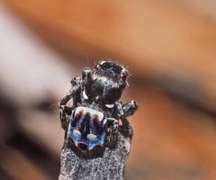 Maratus harrisi
