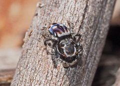Maratus harrisi