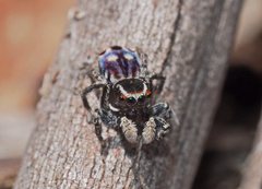 Maratus harrisi