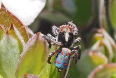 Maratus amabilis