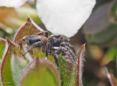 Maratus amabilis