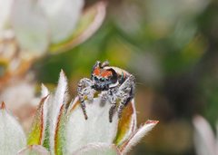 Maratus amabilis