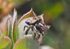 Maratus amabilis