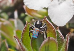 Maratus amabilis