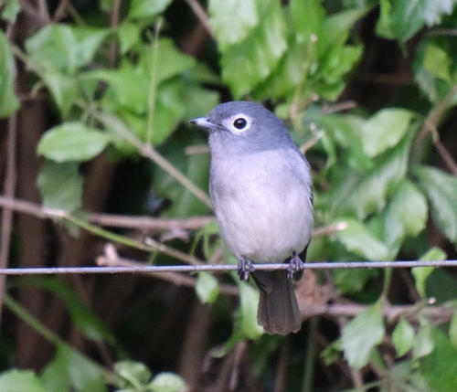 White-eyed Slaty Flycatcher (Melaenornis fischeri), photo 10
