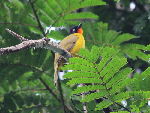 Flame-throated Bulbul (Rubigula gularis), photo 10