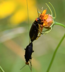 Epicauta atrata