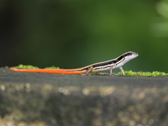 Sphenomorphus dussumieri