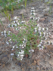 Monarda clinopodioides
