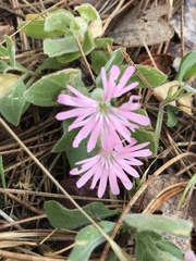 Silene hookeri
