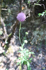 Knautia collina