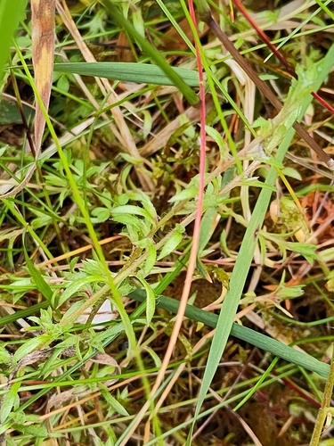 Image of Mossy Saxifrage (Saxifraga hypnoides) by no rights reserved