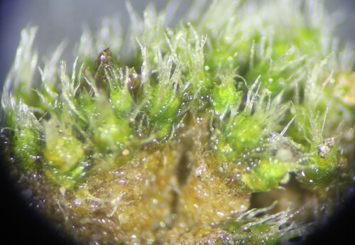 Jaffueliobryum wrightii