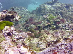 Ostorhinchus norfolcensis