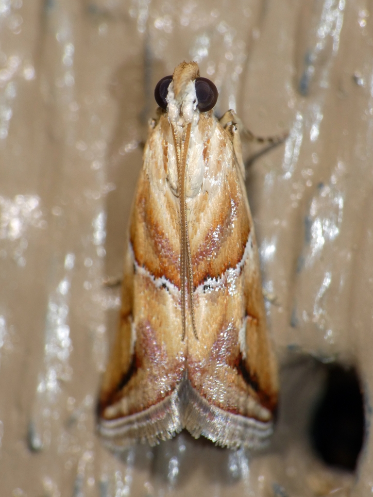 Epicrocis pulchra