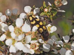 Castiarina decemmaculata