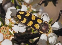 Castiarina decemmaculata