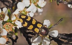 Castiarina decemmaculata