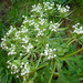 Pleurospermum austriacum - Photo (c) kybelum, alguns direitos reservados (CC BY-NC), uploaded by kybelum