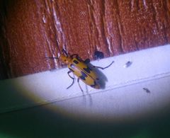 Pyrota fasciata