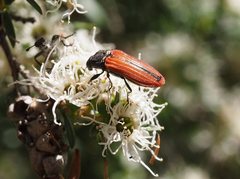 Castiarina erythroptera